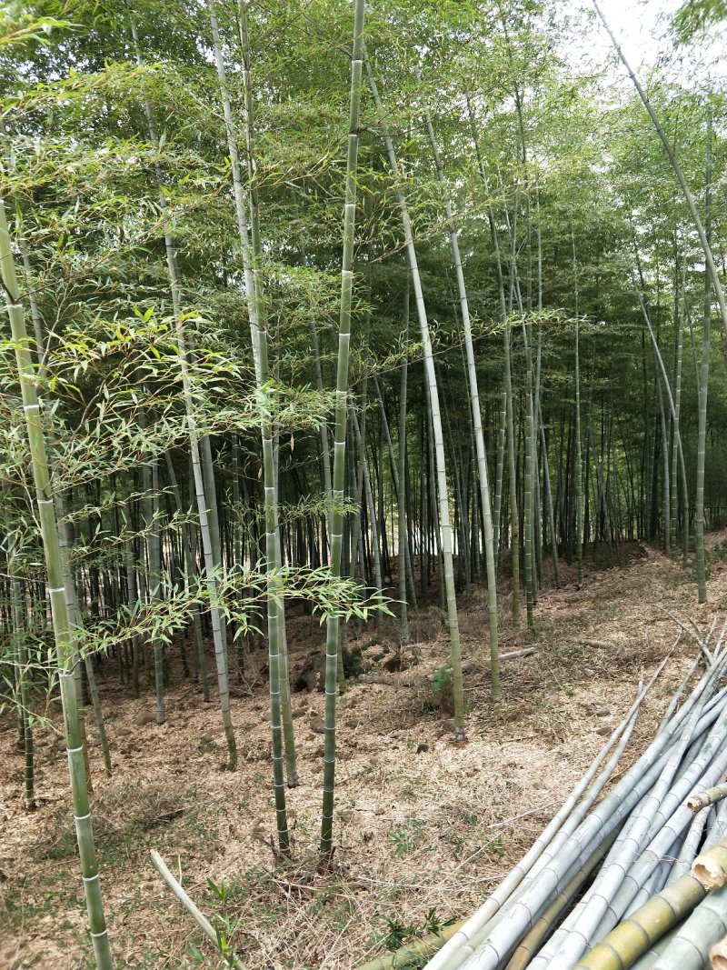 毛竹