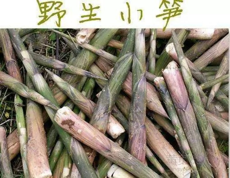 郴州深山小竹笋，上市早，带壳发货，产地直采，量大从优