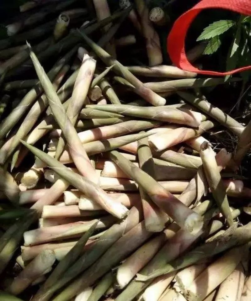 郴州深山小竹笋，上市早，带壳发货，产地直采，量大从优