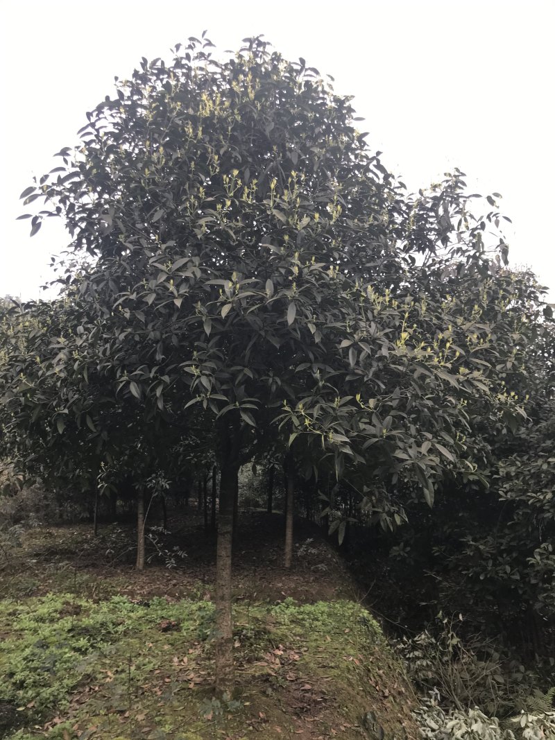 桂花八月桂四季桂10公分