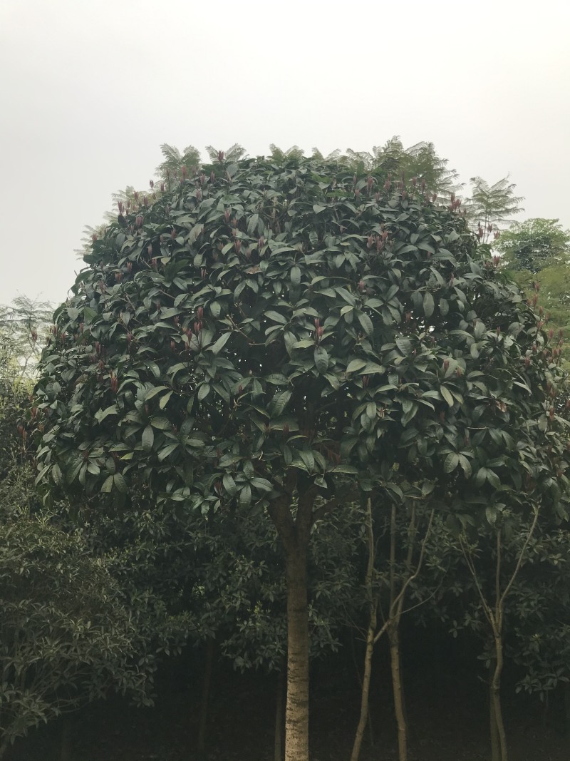 桂花八月桂四季桂10公分
