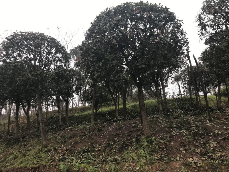 桂花八月桂四季桂10公分