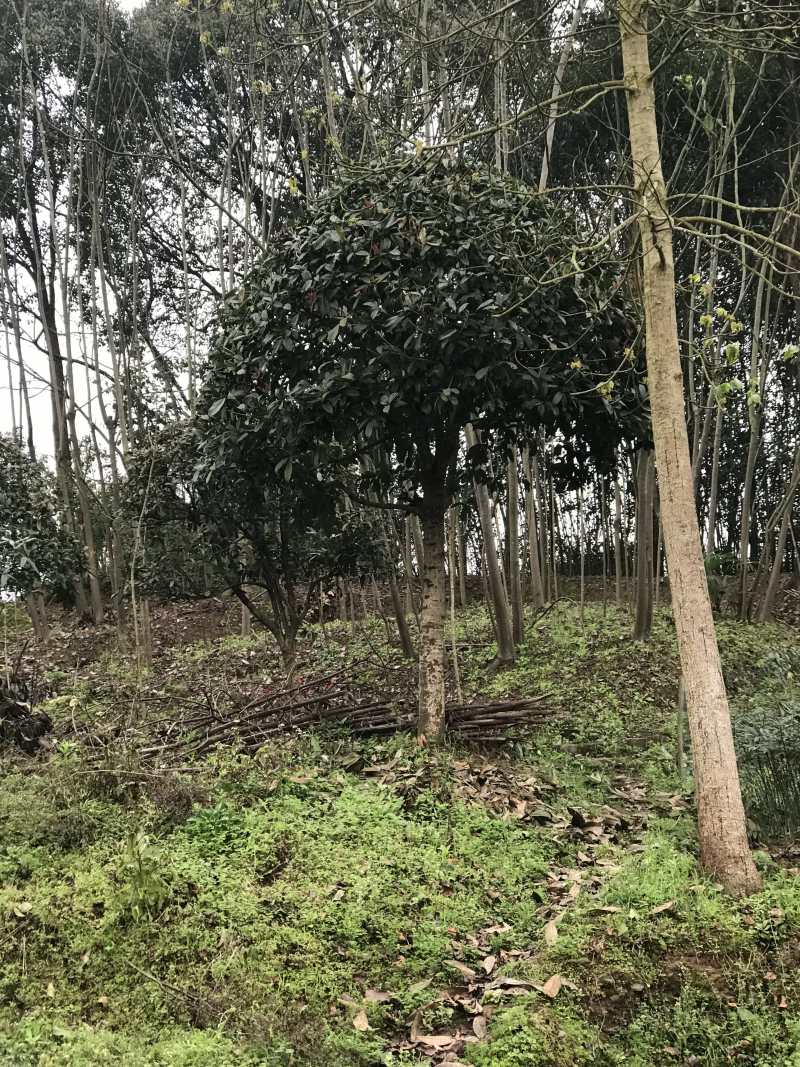 桂花八月桂四季桂10公分