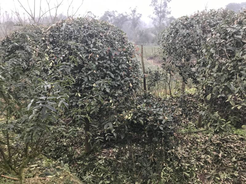 桂花八月桂四季桂10公分