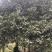 桂花八月桂四季桂10公分