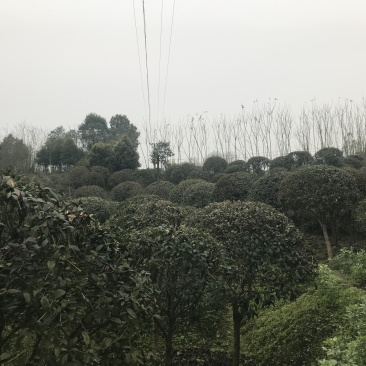 桂花八月桂四季桂10公分