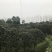 桂花八月桂四季桂10公分
