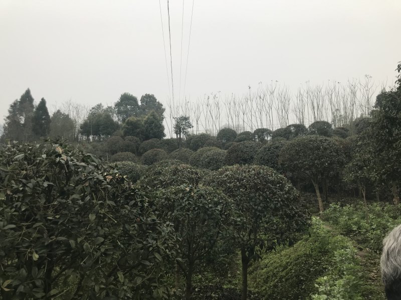 桂花八月桂四季桂10公分