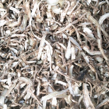 甘肃渭源县精品当归尾子片货量充足价格优惠