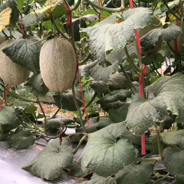 小蜜25号哈蜜瓜对接电商供应链市场档口商超