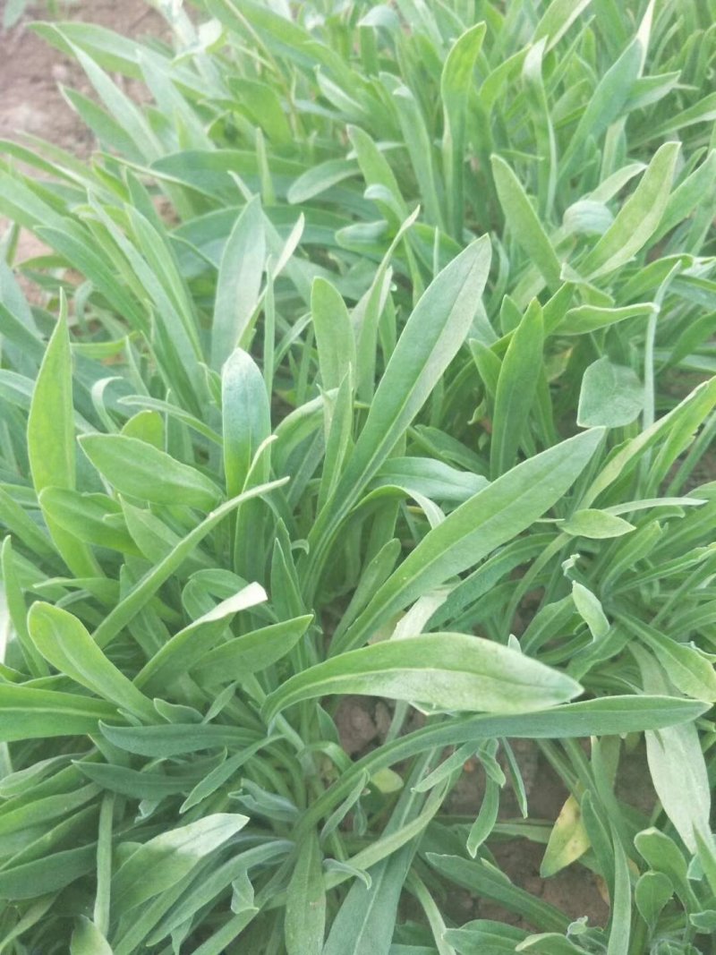 山东聊城面条菜基地大量供应，货源充足老板来咨询