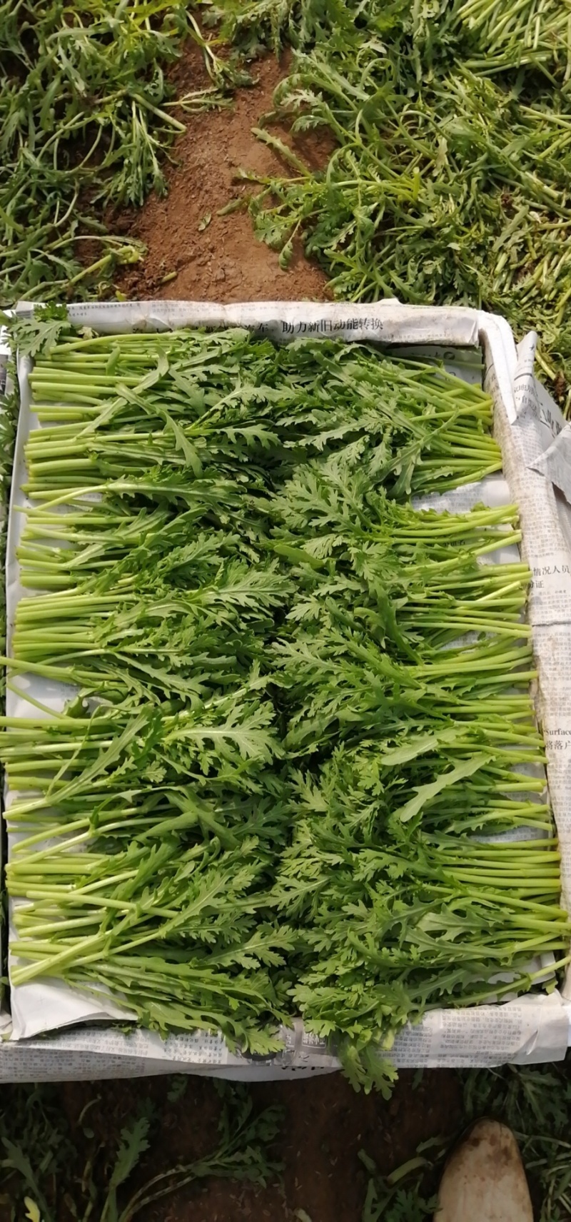 皇帝菜苗高质量对接高端电商超市酒店火锅直用0加工