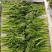 皇帝菜苗高质量对接高端电商超市酒店火锅直用0加工