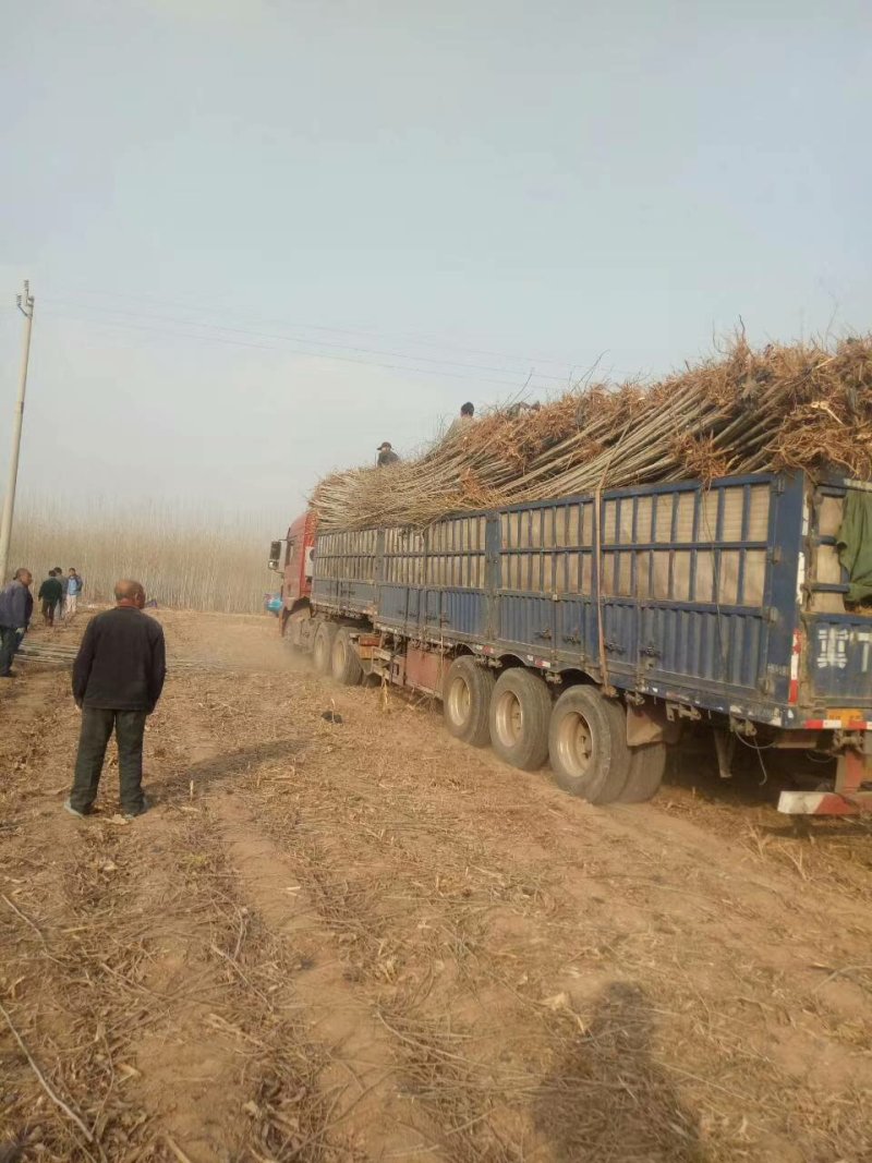 107速生杨树货量充足产地直供山东杨树