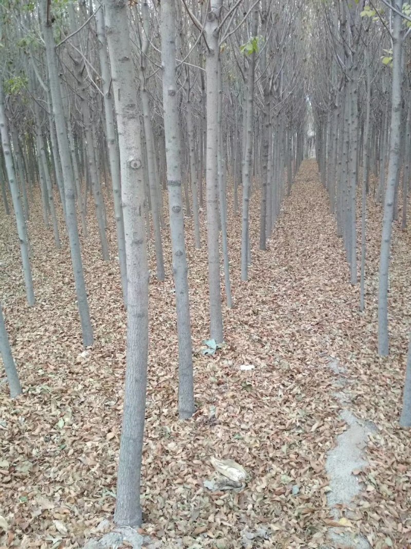 107速生杨树货量充足产地直供山东杨树