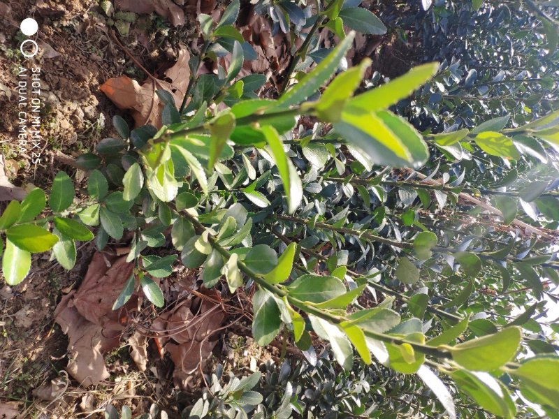 冬青苗，大叶黄杨苗，60以上黄杨苗