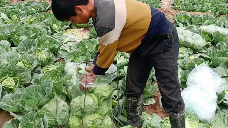 四川蔬菜基地成都甘蓝精品圆包菜走车铁头装袋都可以安排