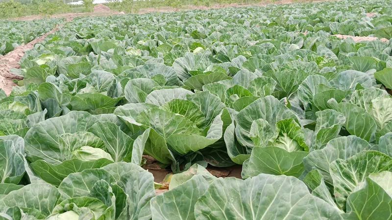 四川蔬菜基地成都甘蓝精品圆包菜走车铁头装袋都可以安排