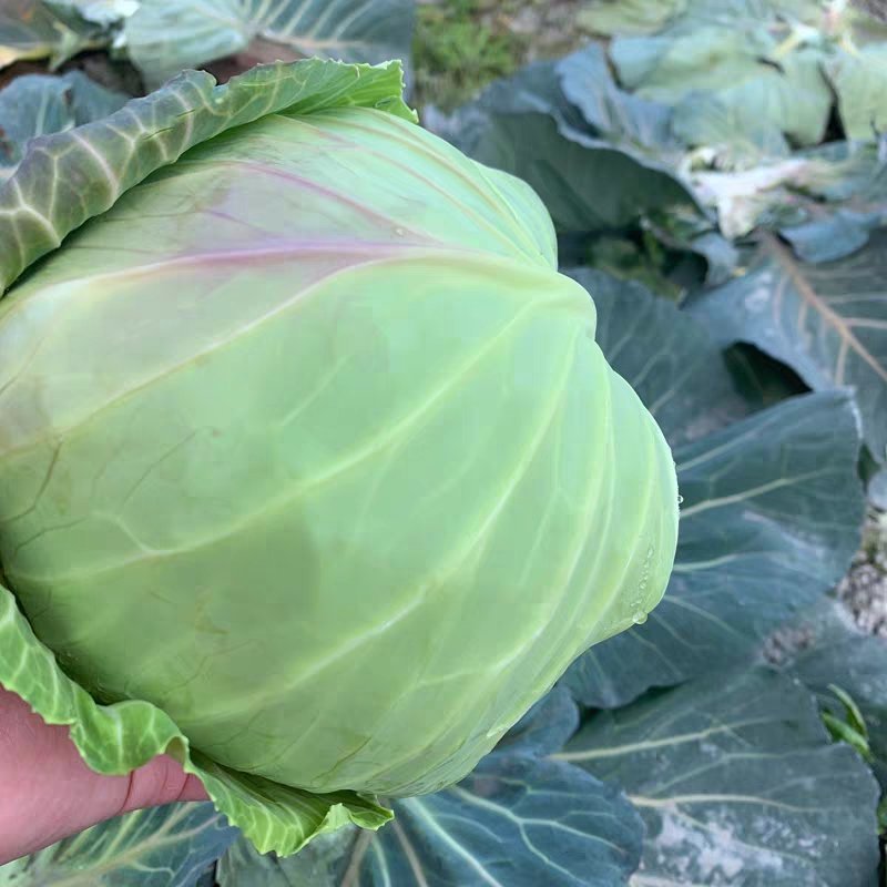 四川蔬菜基地成都甘蓝精品圆包菜走车铁头装袋都可以安排