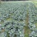 四川蔬菜基地成都甘蓝精品圆包菜走车铁头装袋都可以安排