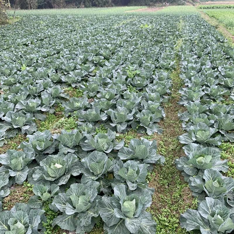 四川蔬菜基地成都甘蓝精品圆包菜走车铁头装袋都可以安排