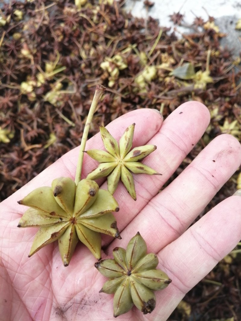 广西八角，最真实的产品照片，最真实的价格，最稳定的产地