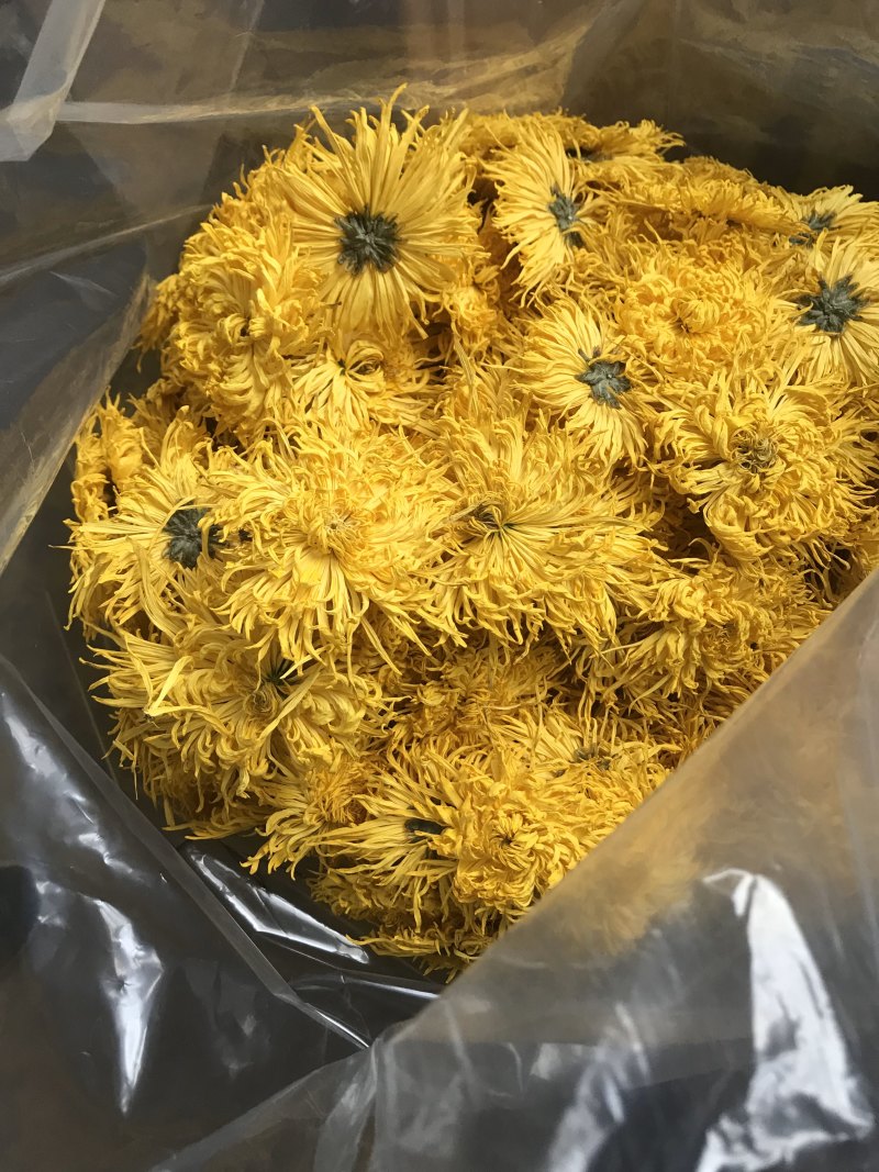 金丝皇菊婺源菊新货上市，量大从优，朵大7cm