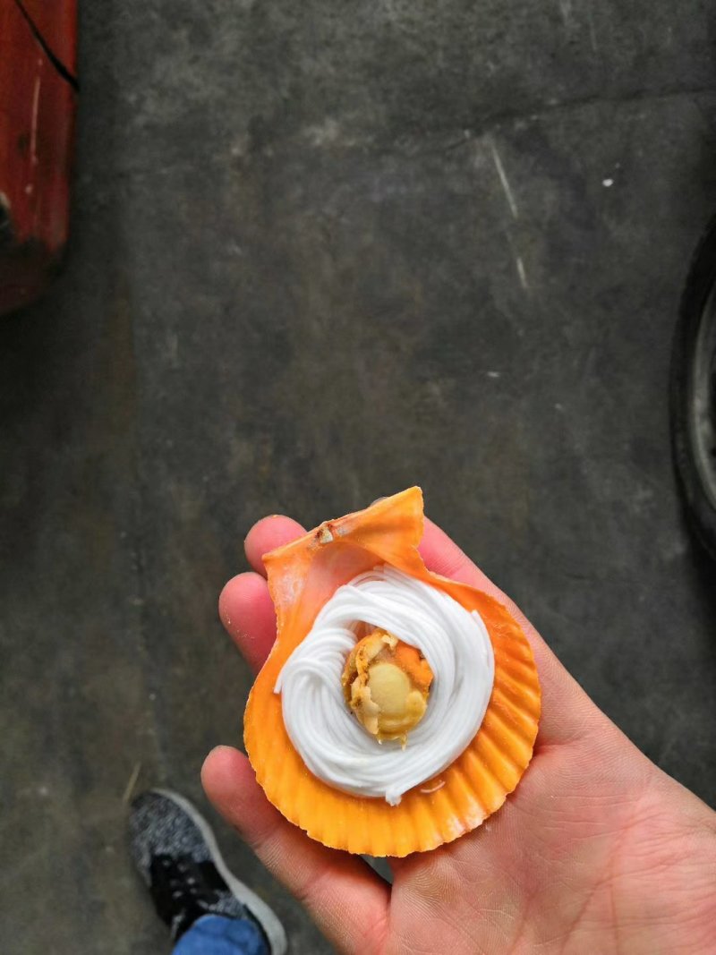 粉丝贝，黄金粉丝贝厂家直销产品扇贝，生蚝