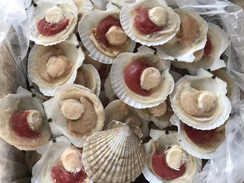 粉丝贝，黄金粉丝贝厂家直销产品扇贝，生蚝