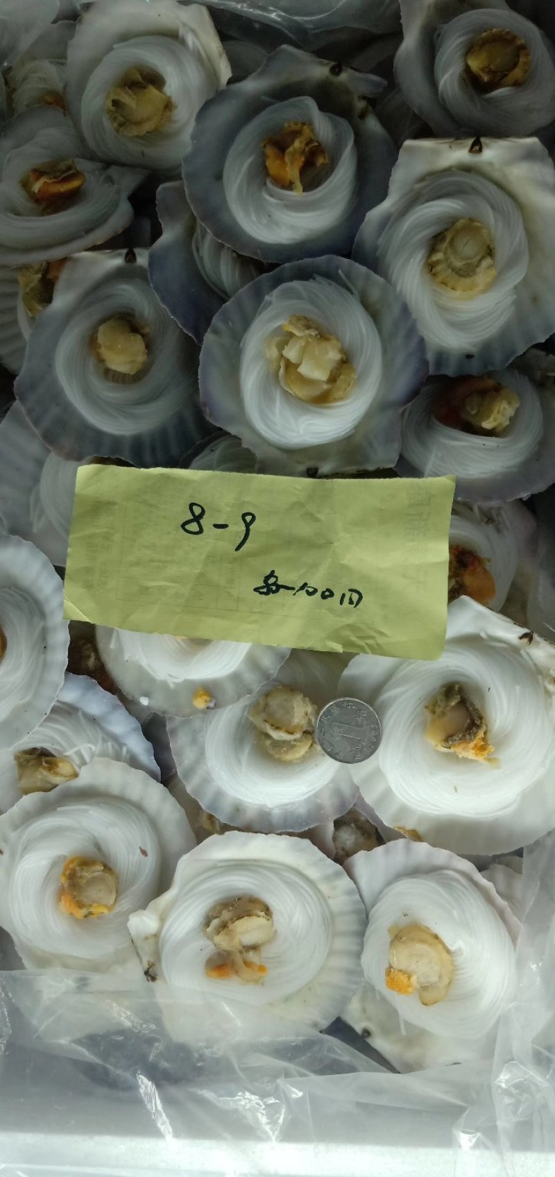 粉丝贝，黄金粉丝贝厂家直销产品扇贝，生蚝