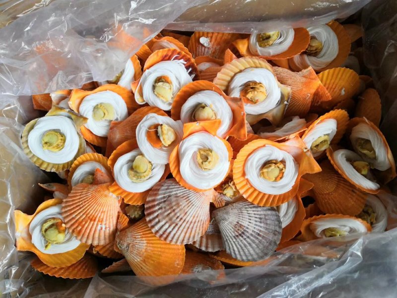 粉丝贝，黄金粉丝贝厂家直销产品扇贝，生蚝