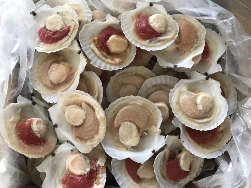 粉丝贝，黄金粉丝贝厂家直销产品扇贝，生蚝