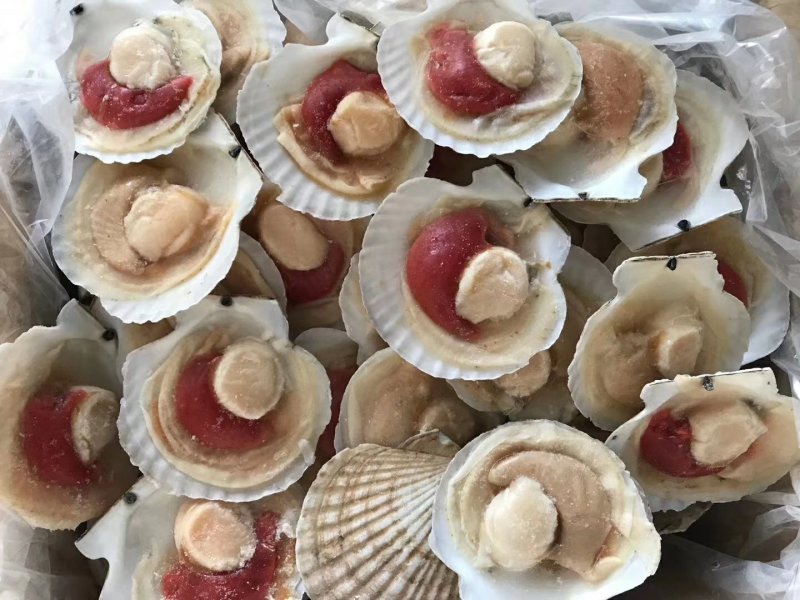 粉丝贝，黄金粉丝贝厂家直销产品扇贝，生蚝