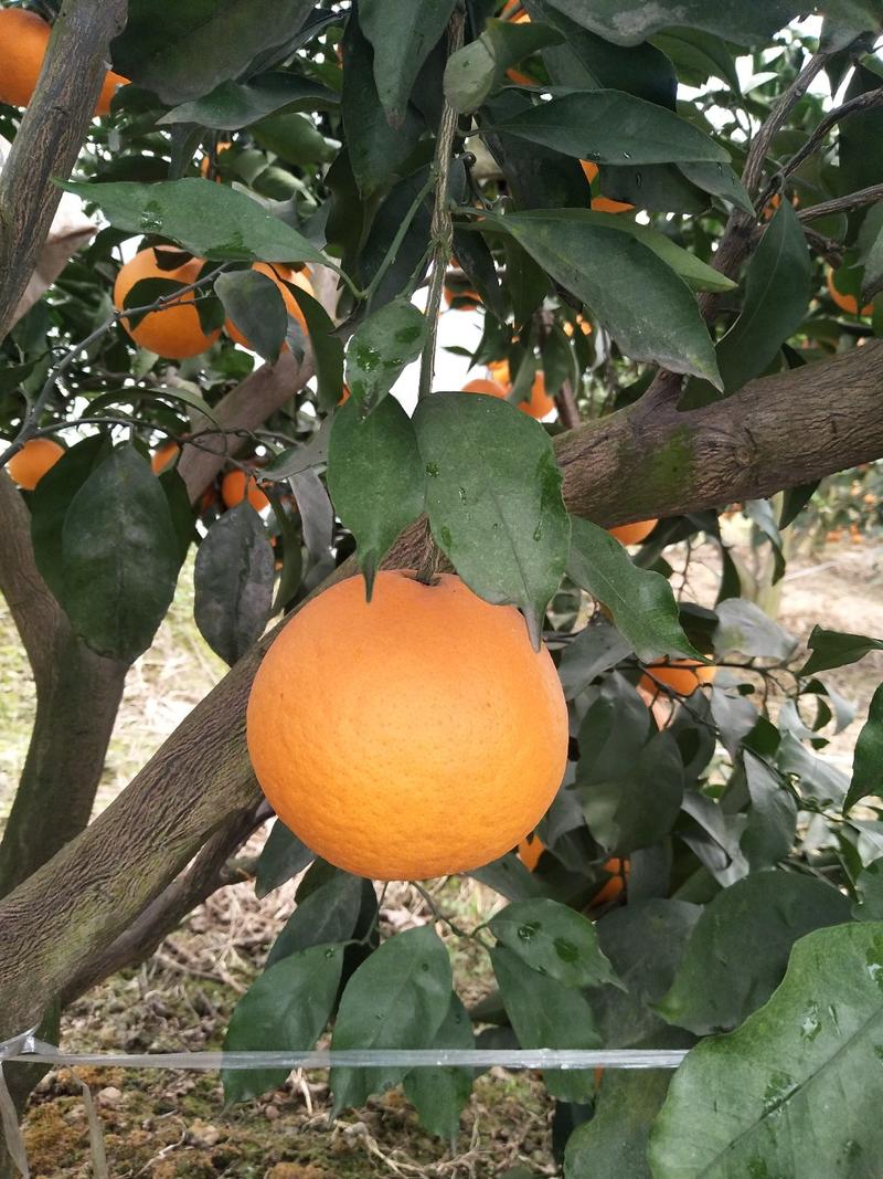 青见柑橘大量上市了汁多水份足易扒皮产地直供果面干净个头大