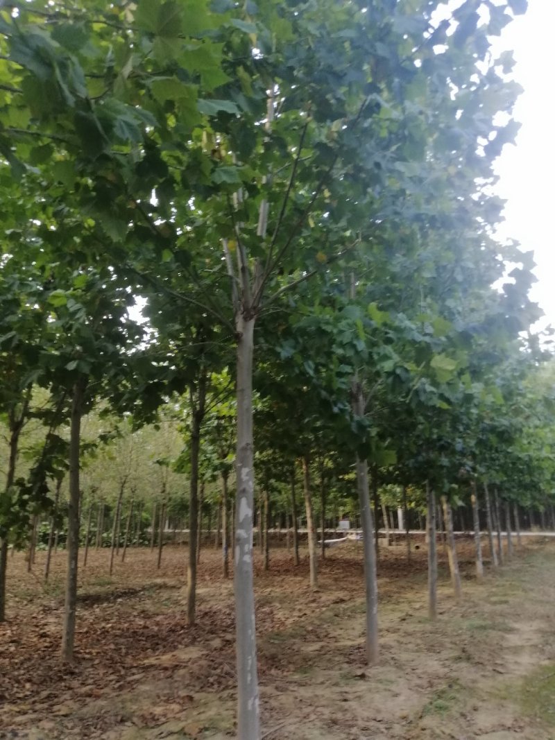 造型法桐速生法桐老式法桐悬铃木占地法桐原生冠法桐带帽法桐