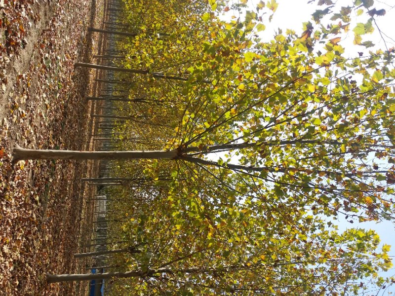 造型法桐速生法桐老式法桐悬铃木占地法桐原生冠法桐带帽法桐
