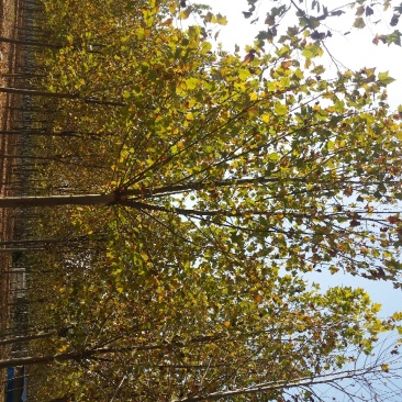 造型法桐速生法桐老式法桐悬铃木占地法桐原生冠法桐带帽法桐