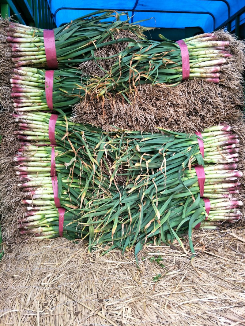 精品红根蒜苗大量上市根红叶绿物美价廉欢迎电话联系