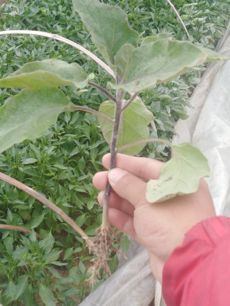 茄子苗，茄子苗，茄子苗。