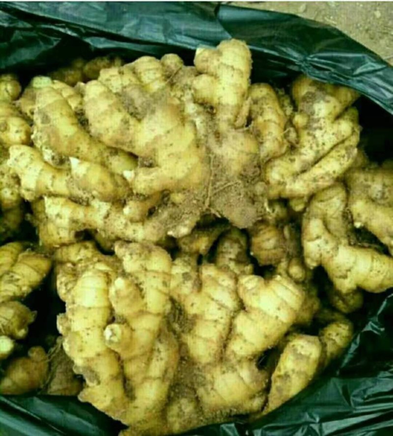 优质山东生姜，大黄姜，水洗姜，风干姜，姜巴子，电商姜。