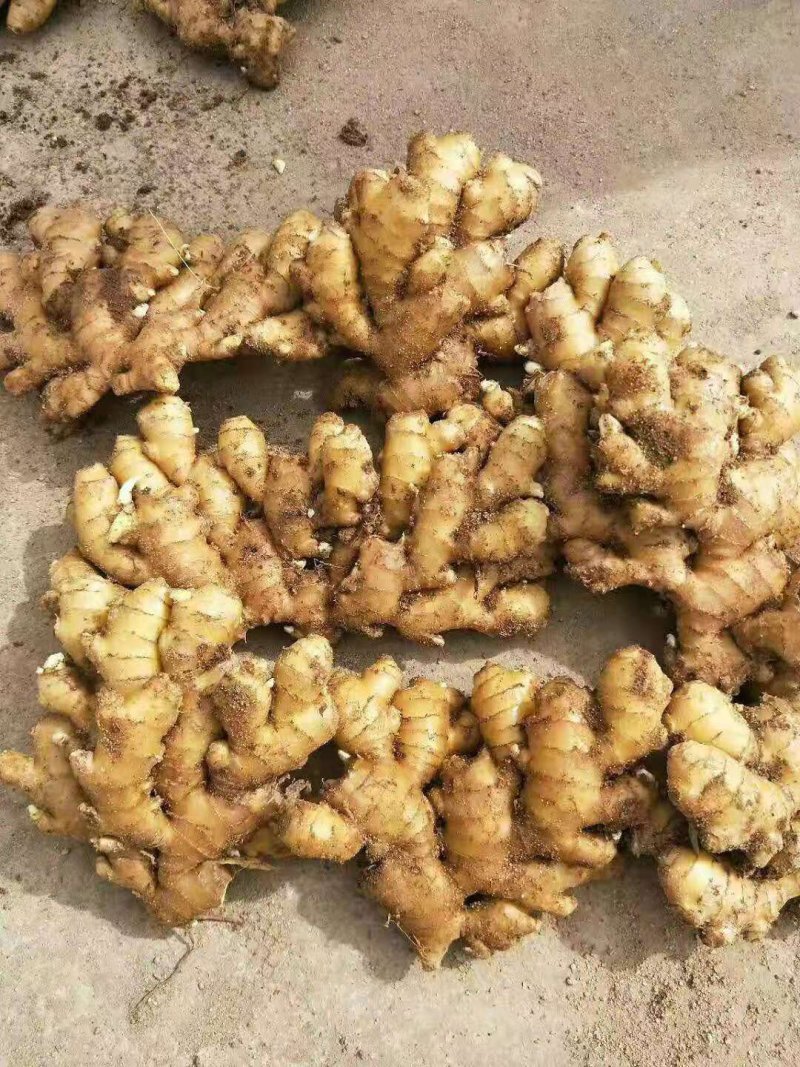 优质山东生姜，大黄姜，水洗姜，风干姜，姜巴子，电商姜。
