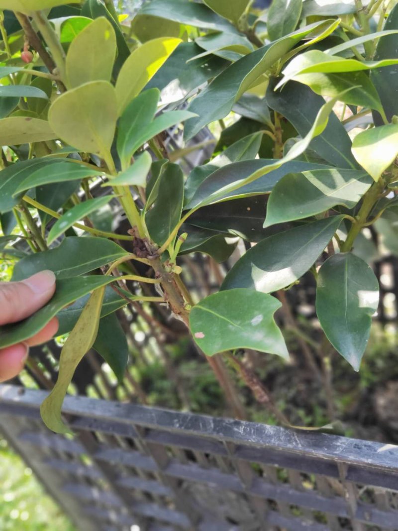 八角树营养杯嫁接苗矮化苗优良品陈平罗马东荣品种，顺丰包邮