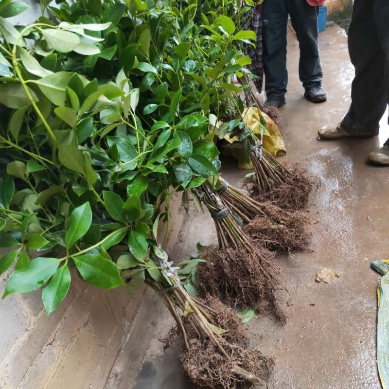 八角树营养杯嫁接苗矮化苗优良品陈平罗马东荣品种，顺丰包邮