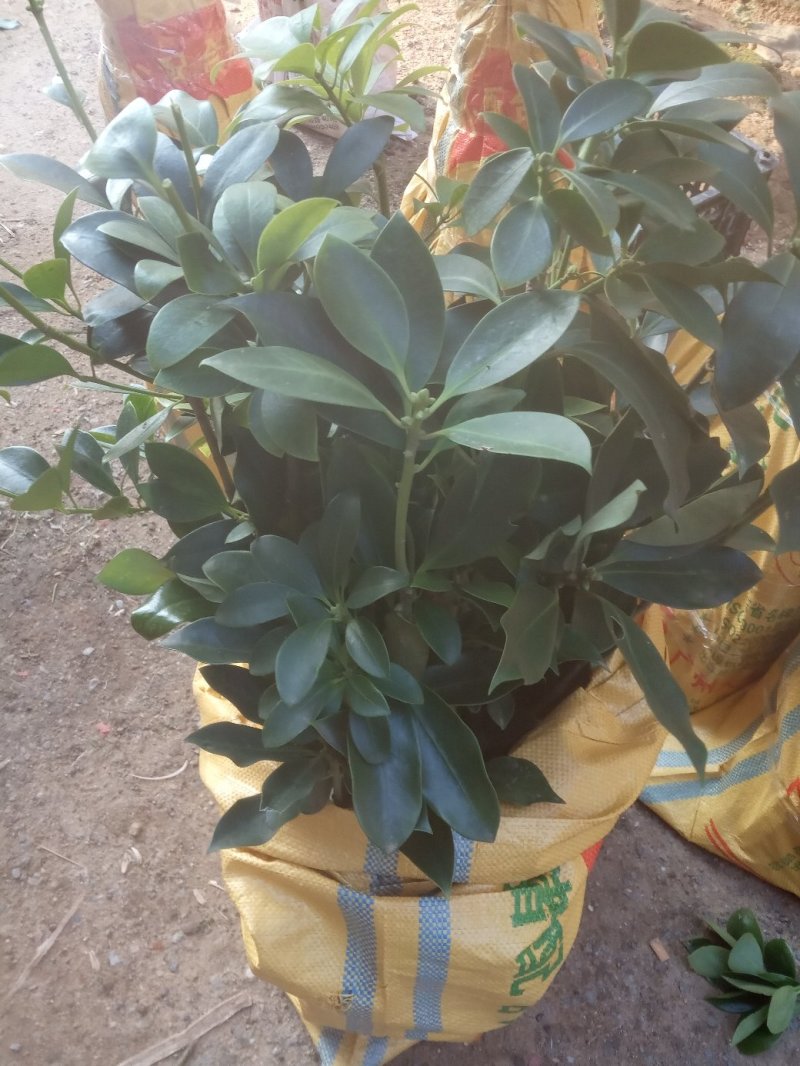 八角树营养杯嫁接苗矮化苗优良品陈平罗马东荣品种，顺丰包邮