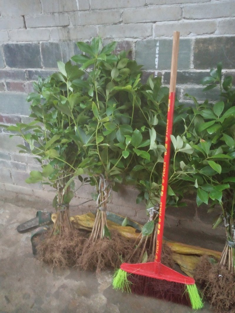 八角树营养杯嫁接苗矮化苗优良品陈平罗马东荣品种，顺丰包邮