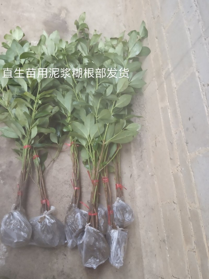 八角树营养杯嫁接苗矮化苗优良品陈平罗马东荣品种，顺丰包邮