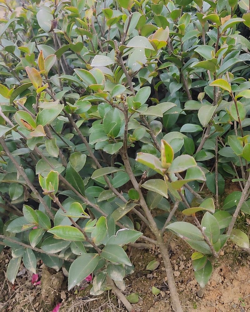 茶梅树茶梅苗茶梅小苗庭院别墅绿篱色块工程苗木