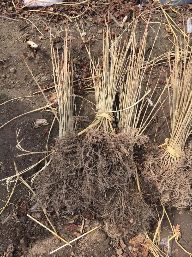 东北连翘苗连翘花药用连翘一手货源产地直发