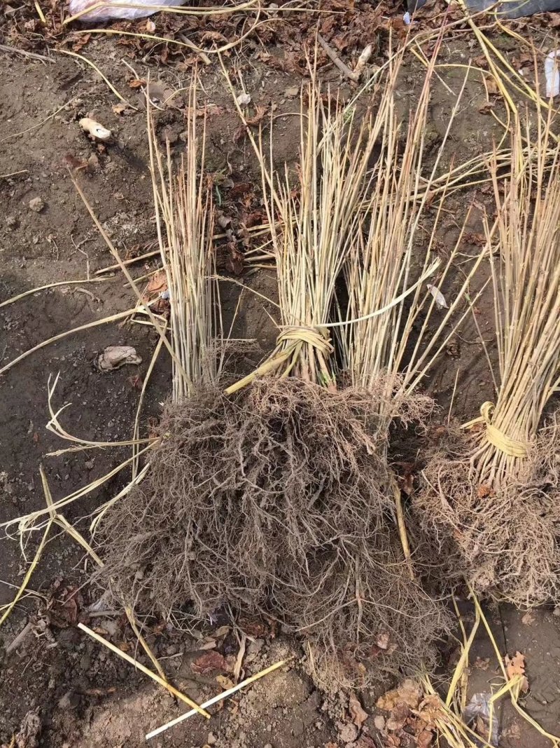 东北连翘苗连翘花药用连翘一手货源产地直发