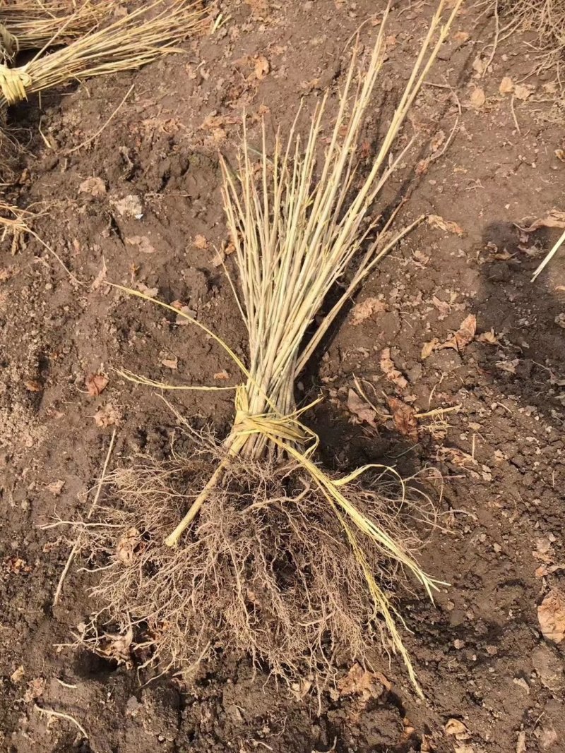 东北连翘苗连翘花药用连翘一手货源产地直发